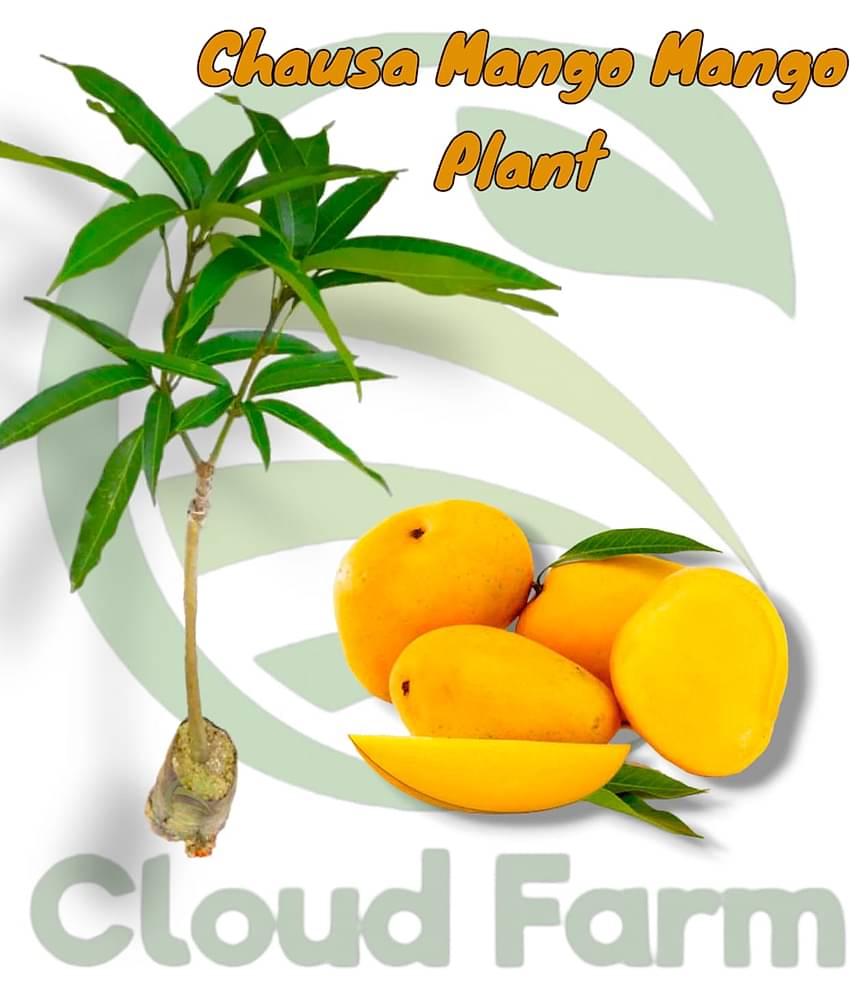 Cloud Farm Outdoor Fruit Plant ( Pack of 1 )