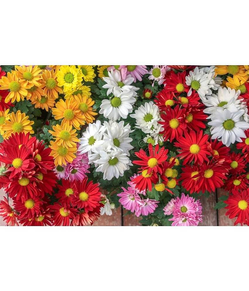 homeagro - Indian Chrysanthemum Mixed Flower ( 50 Seeds )