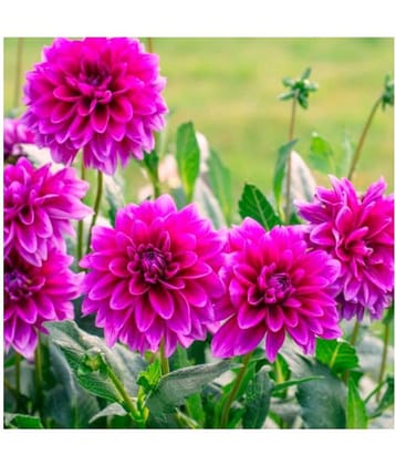 HN organic seed - Dahlia Flower ( 25 Seeds )