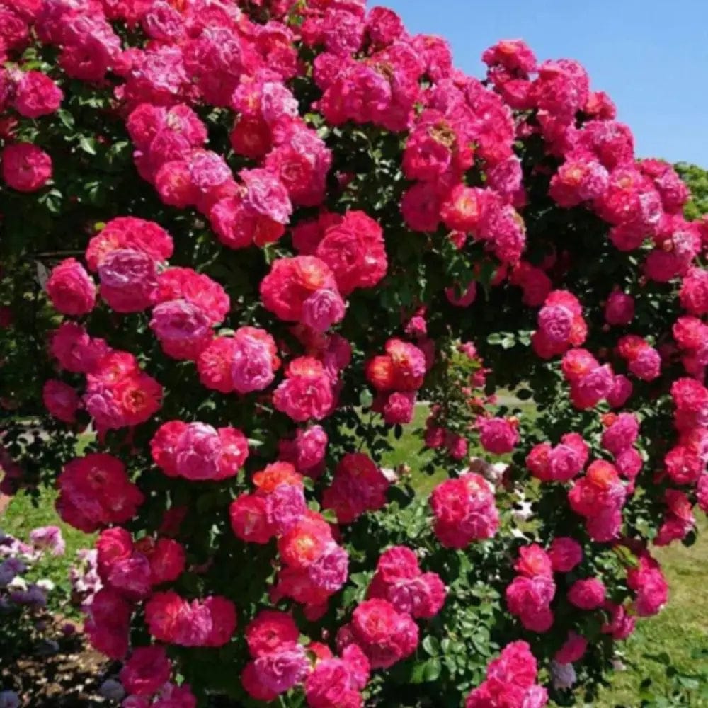 Elegant Climbing Rose Flower Seeds (200g) – Grow Stunning Garden Roses