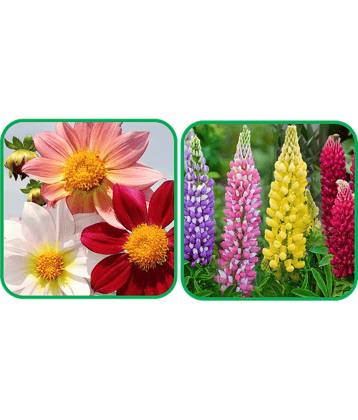 Aero Seeds Lupin Mix Color (50 Seeds) And Dahlia Top Star Mix Color (50 Seeds) Flower Seeds Pack