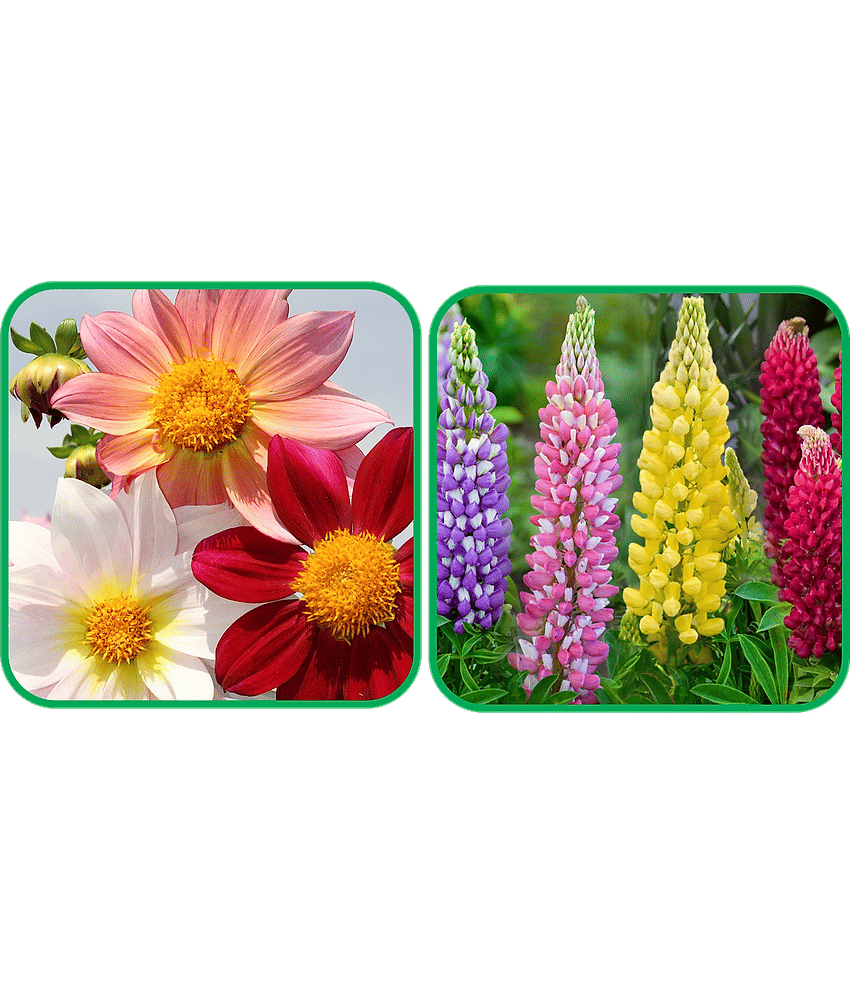 Aero Seeds Lupin Mix Color (50 Seeds) And Dahlia Top Star Mix Color (50 Seeds) Flower Seeds Pack