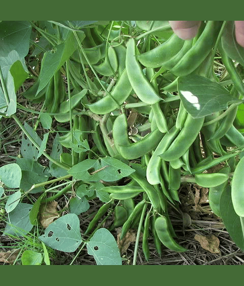 Green Peas (Surti Papdi Ke Beej) Vegetable Seeds Pack Of 30 | Organic | for Planting in Home Kitchen Terrace Balcony Gardening