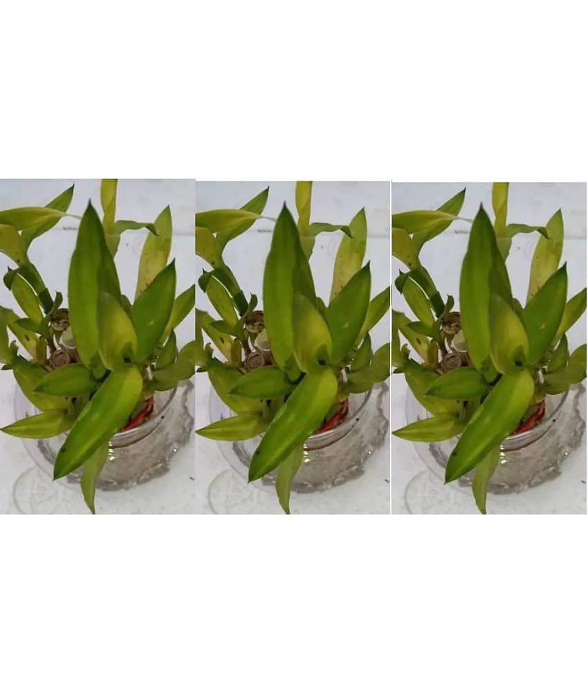 Green plant indoor - Green Wild Artificial Flowers With Pot ( Pack of 3 )