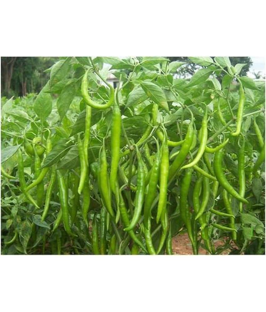 Vegetable Seed - Green chilli vegetable seeds F1 Hybrid Chilli Nagma 30 seeds
