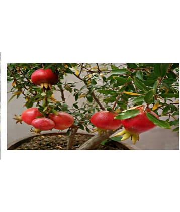 DWARF POMEGREANATE ANAR SEEDS 50 SEEDS WITH MANUAL