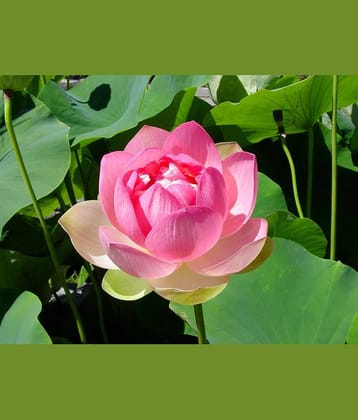 LiveNature Lotus Flower ( 10 Seeds )