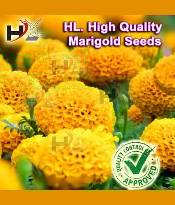 HL. High Quality MIX Marigold Seed (FREE PLANTS/FLOWER GROWING FOOD) 100% working / African Marigold Seeds