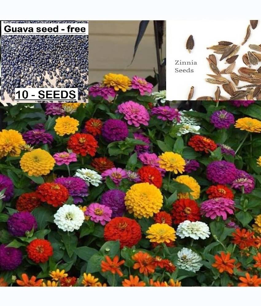 homeagro - Zinnia Mixed Flower ( 25 Seeds )