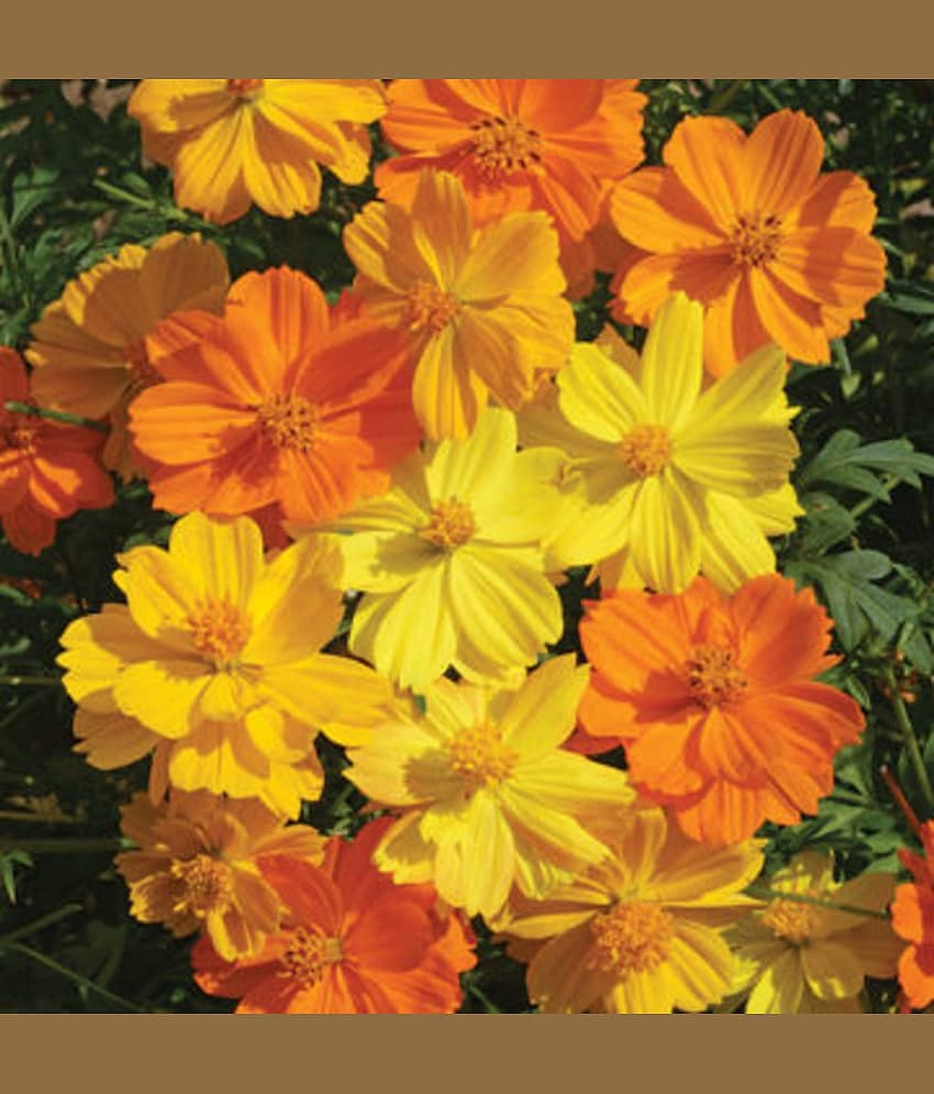 CLASSIC GREEN EARTH - Cosmos Flower ( 25 Seeds )