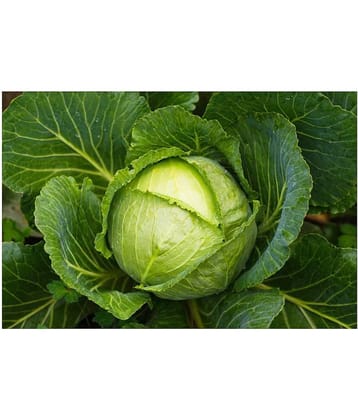 CABBAGE SEEDS