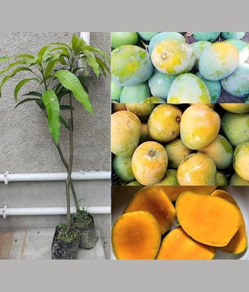 Cloud Farm Outdoor Mango Fruit Plant Pack of 1