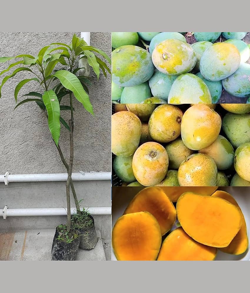 Cloud Farm Outdoor Mango Fruit Plant Pack of 1