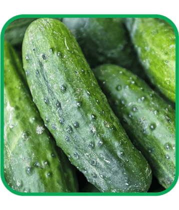 Aero Seeds Cucumber Vegetable ( 50 Seeds )