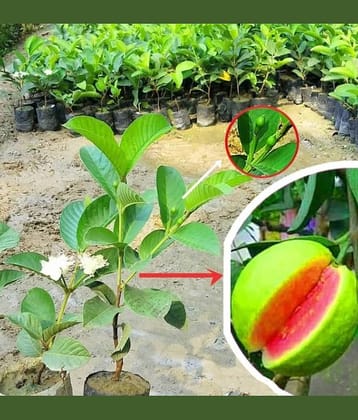 Cloud Farm Outdoor Fruit Plant ( Pack of 1 )