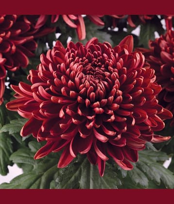 premium chrysanthemum red flower 30 seeds pack with free cocopeat and user manual