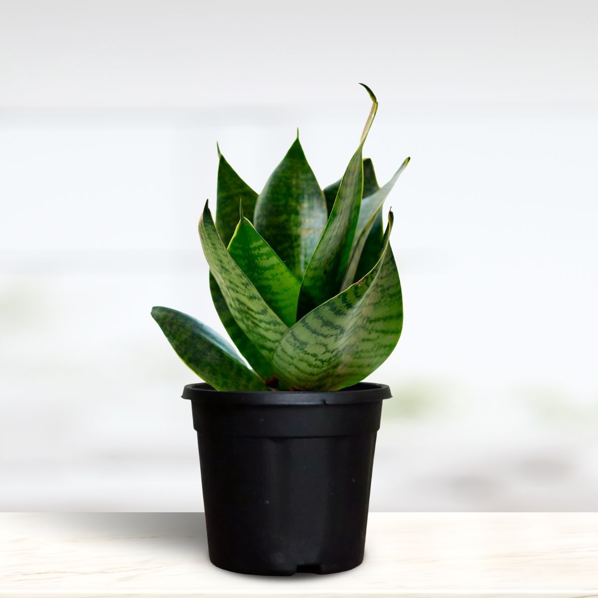 Greenkin Snake Plant in Pot | NASA Recommended Air Purifying Plant