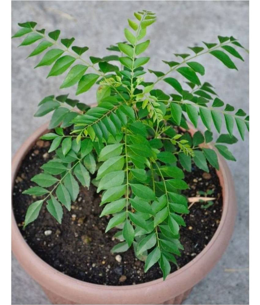 SHOP 360 GARDEN Murraya koenigii / Curry leaf tree / Kadi patta / Karuveppilai / Sweet neem / Karivepaku Seeds For Growing - Pack of 20 Seeds