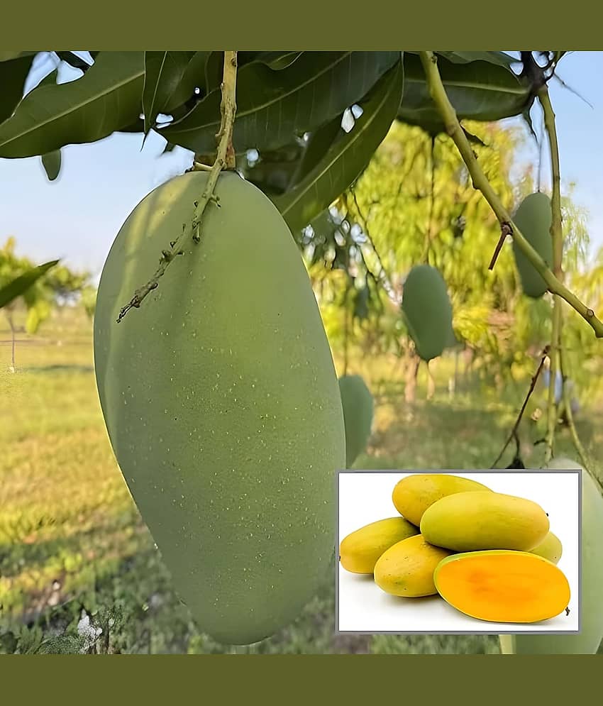 Cloud Farm Outdoor Mango Fruit Plant Pack of 1