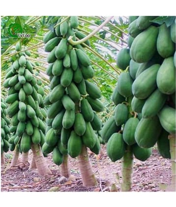 Creative Farmer Fruit Seeds Dwarf Carica Papaya Fruit Seeds 25 fresh seeds Fruit Plant Seeds For Outdoor Bonsai Suitable Fruit Seeds Garden Pack