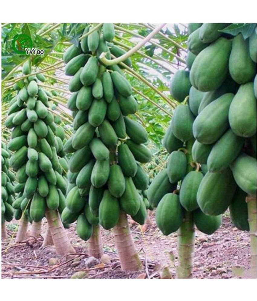 Creative Farmer Fruit Seeds Dwarf Carica Papaya Fruit Seeds 25 fresh seeds Fruit Plant Seeds For Outdoor Bonsai Suitable Fruit Seeds Garden Pack