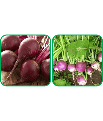 Aero Seeds Turnip ( 100 Seeds) And Beetroot ( 100 Seeds) Vegetable Seeds Pack