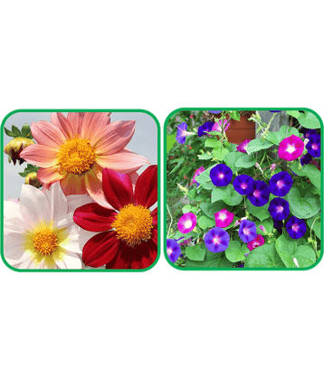 Aero Seeds Morning Glory Mix Color (50 Seeds) And Dahlia Top Star Mix Color (50 Seeds) Flower Seeds Pack