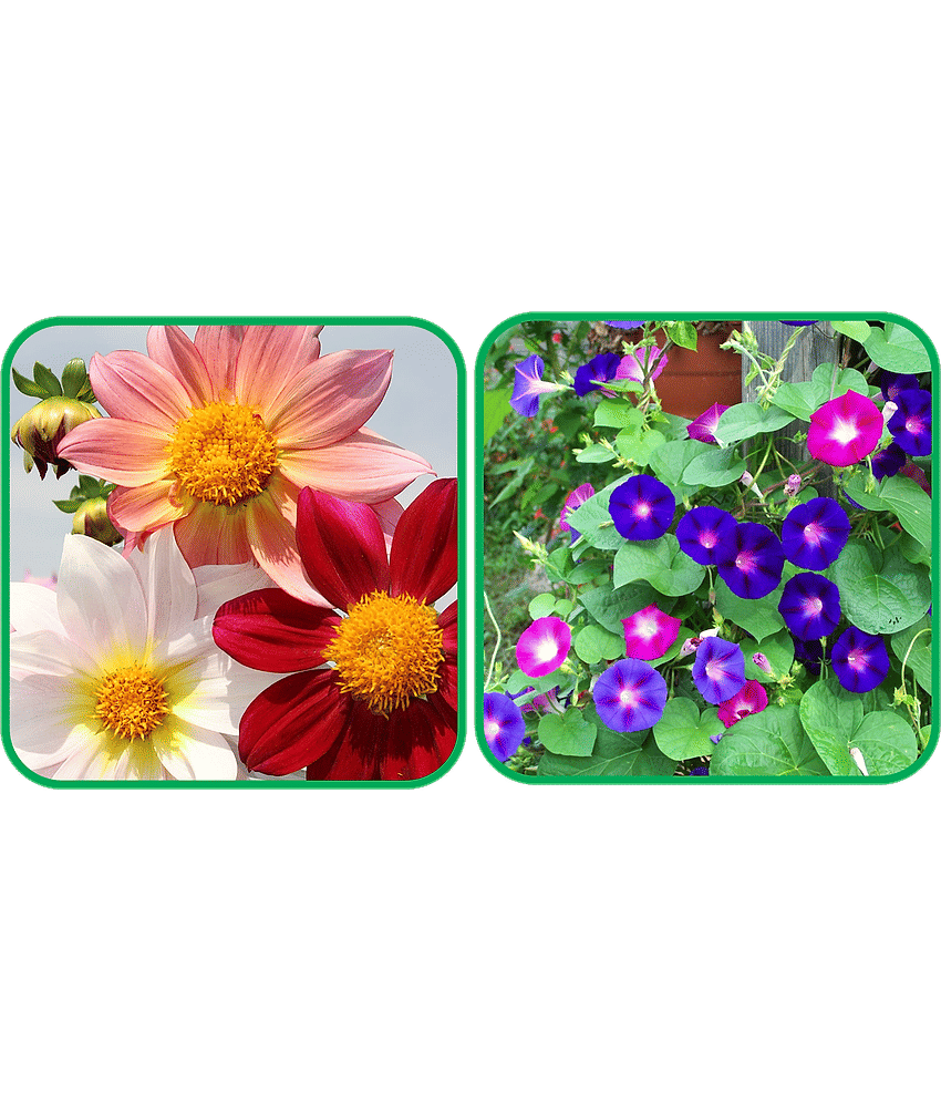 Aero Seeds Morning Glory Mix Color (50 Seeds) And Dahlia Top Star Mix Color (50 Seeds) Flower Seeds Pack