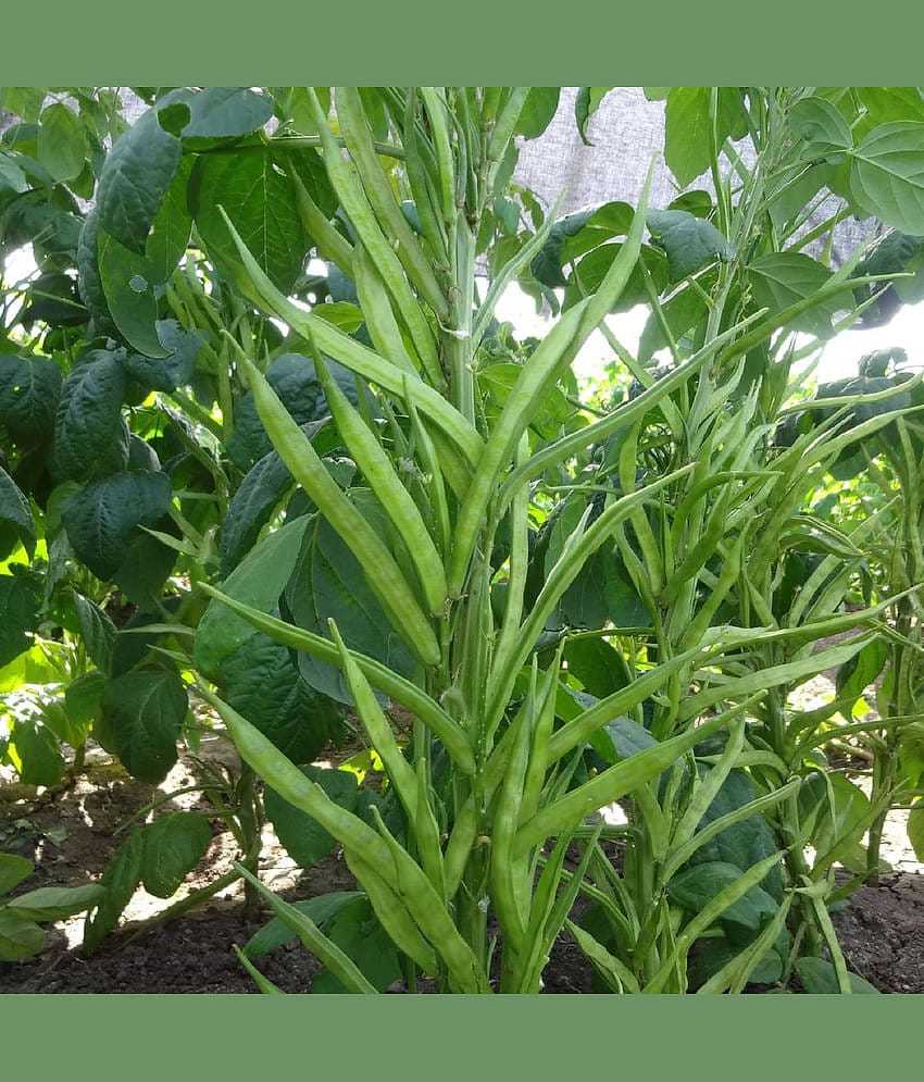 LiveNature Cluster Beans Vegetable ( 50 Seeds )