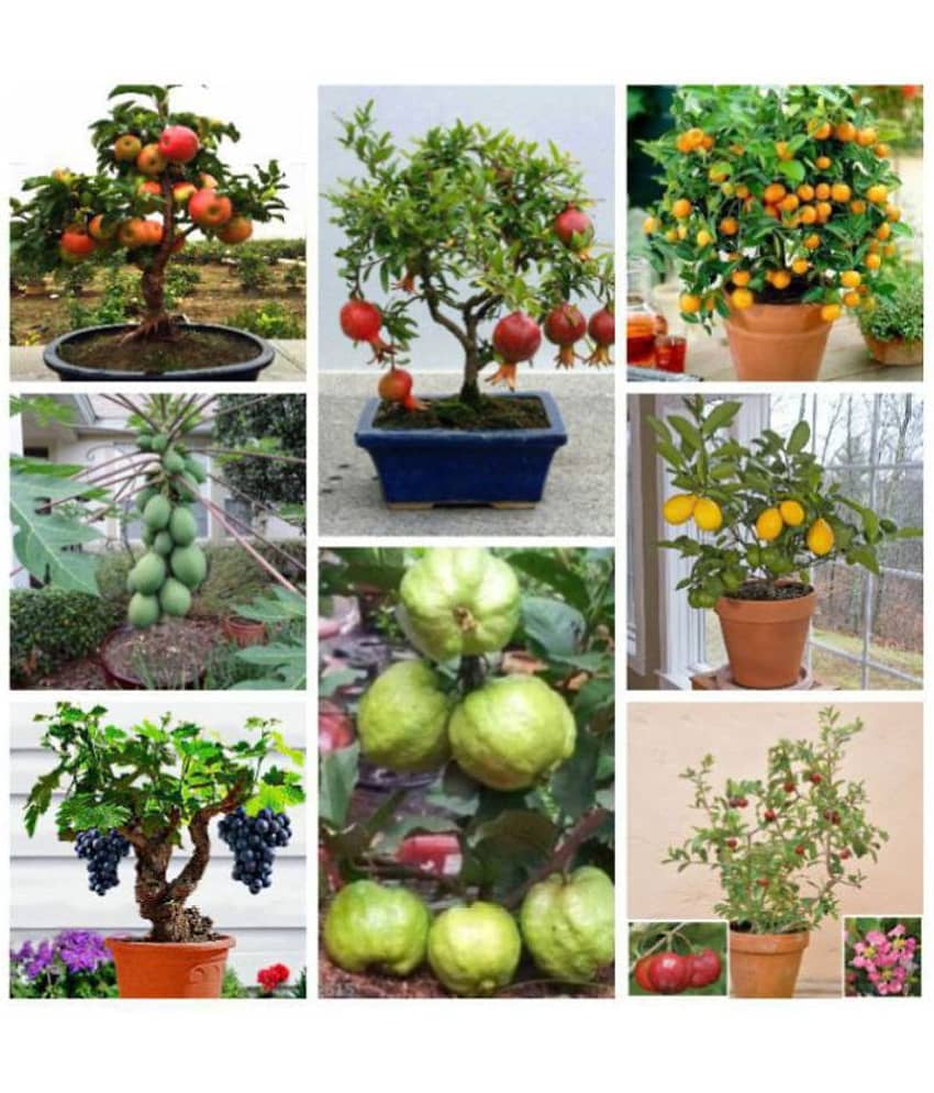 Bonsai Suitable Fruit Seeds Mega Combo 35 SEED( Orange, Lemon, Guava, Grapes, Papaya, Pomegranate) + Instruction Manual