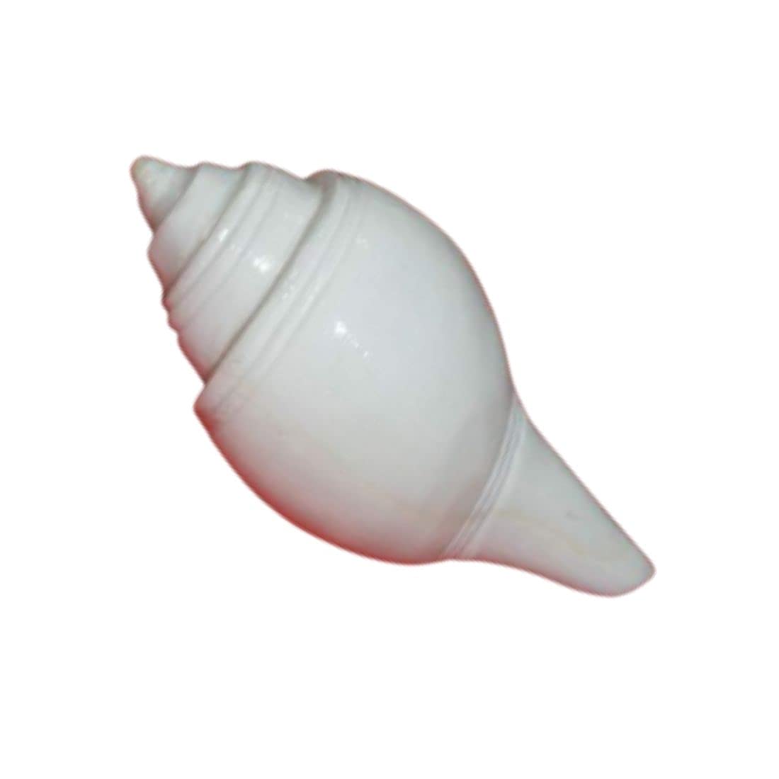 MAYAPURI Natural Non-blowing Puja Jal Shankh, Original Conch Shell, Pooja Jal Shankha, Size: 3.5 inches (Pack of 1)