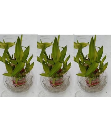 Green plant indoor - Green Wild Artificial Flowers With Pot ( Pack of 3 )