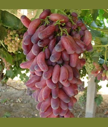 FINGER RED GRAPES FRUIT PLANT 20 SEEDS PACK WITH USER  MANUAL