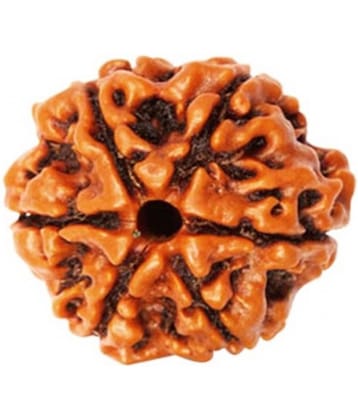 Religious Kart Brown 6 Mukhi Rudraksha