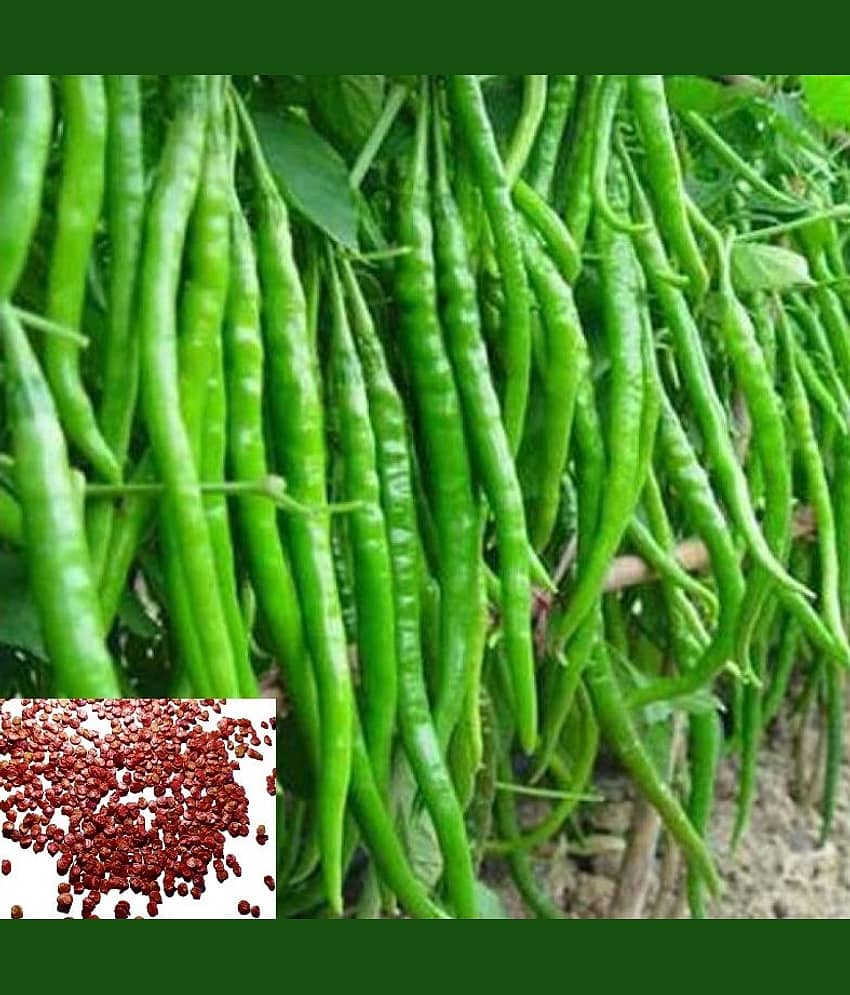 homeagro - Chilli Vegetable ( 50 Seeds )