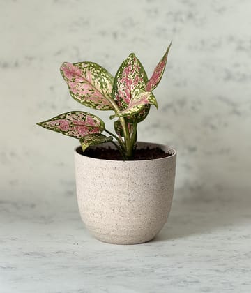 AGLAONEMA VALENTINE IN ARAVALII BEIGE ECO SERIES PLANTER
