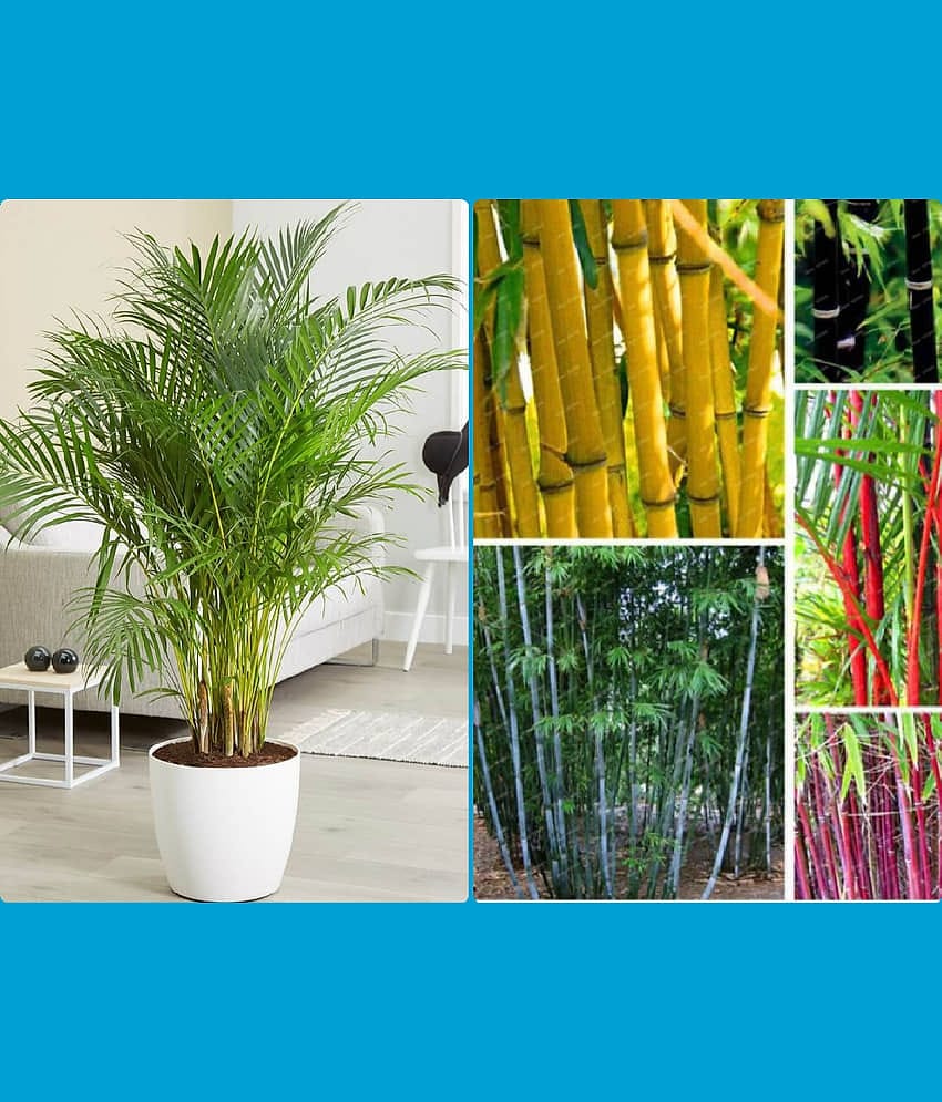 Homeagro Seeds Combo - Bamboo Plant ( 20 Seeds ) and Chrysanthemum mix Flower ( 50 seed )