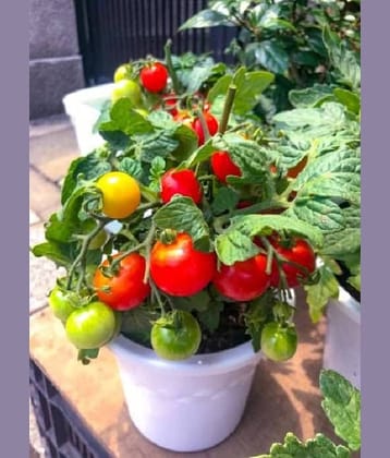 Tomato Organic Tomato Vegetable ( 50 Seeds )