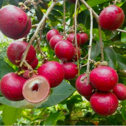 Rubi Ranghon Fruit Plant Grafted