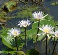 Water Lilies Floral Hydrosol