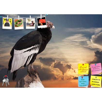 ArtzFolio Andean Condor Sitting On Rock Printed Bulletin Board Notice Pin Board Soft Board | Frameless-Frameless Pin Board / 16.7inch x 12inch (42.3cms x 30.5cms)