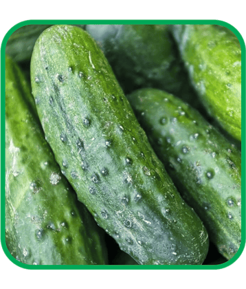 Aero Seeds Cucumber Vegetable ( 50 Seeds )