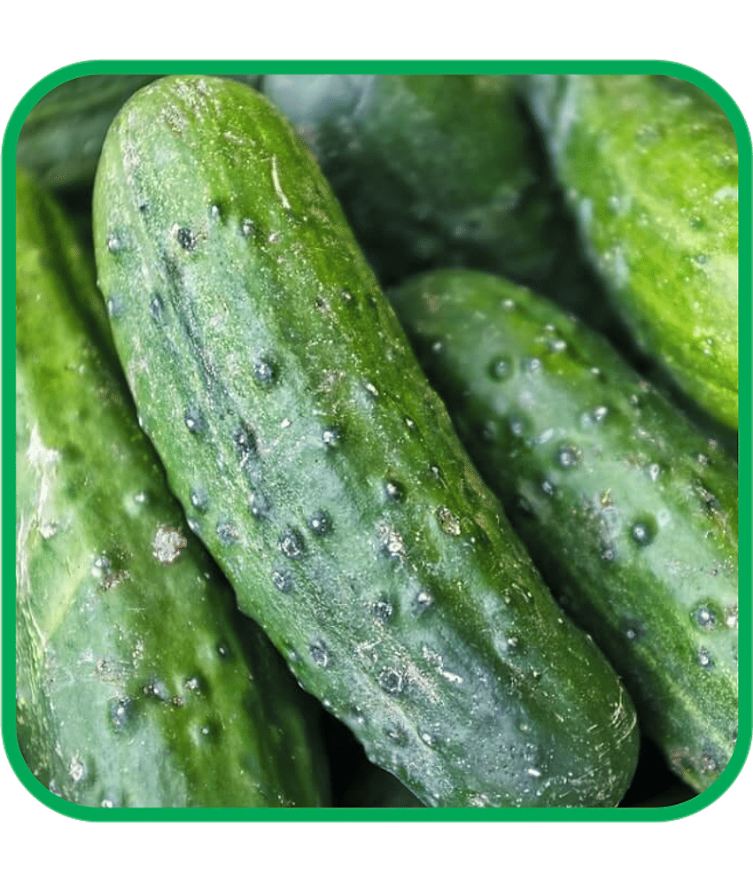 Aero Seeds Cucumber Vegetable ( 50 Seeds )