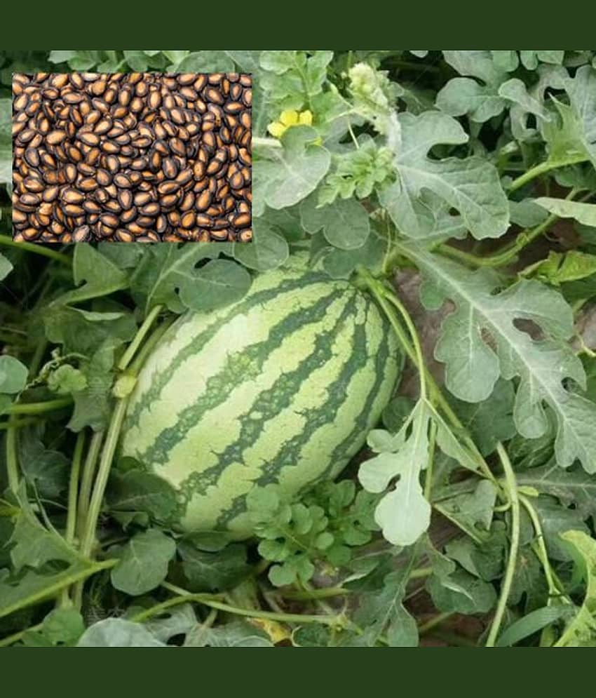 Seeds Watermelon F1 Hybrid Green -10 Seeds