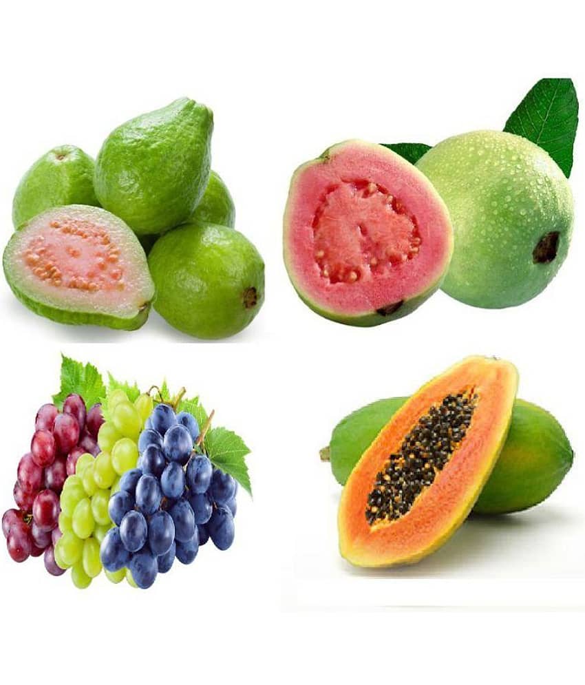 Alkarty Fruit Seeds Mega Combo (Papaya, Guava, Grapes,seeds 20 seeds of pack