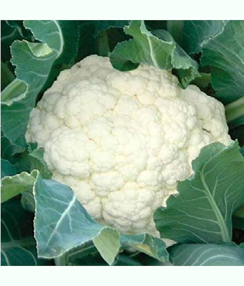 Cauliflower F1 Hybrid - Vegetable Seeds 100 (Nod)