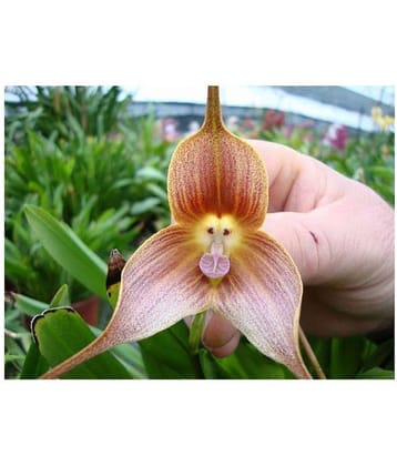 Monkey Face Orchid Flowers Seeds for Pot