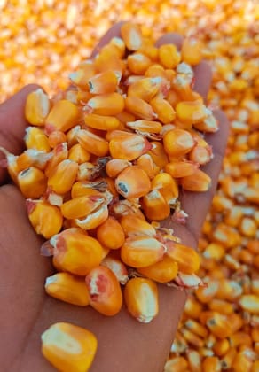 Maize  - 1 kg - 1 kg - 1 Pack