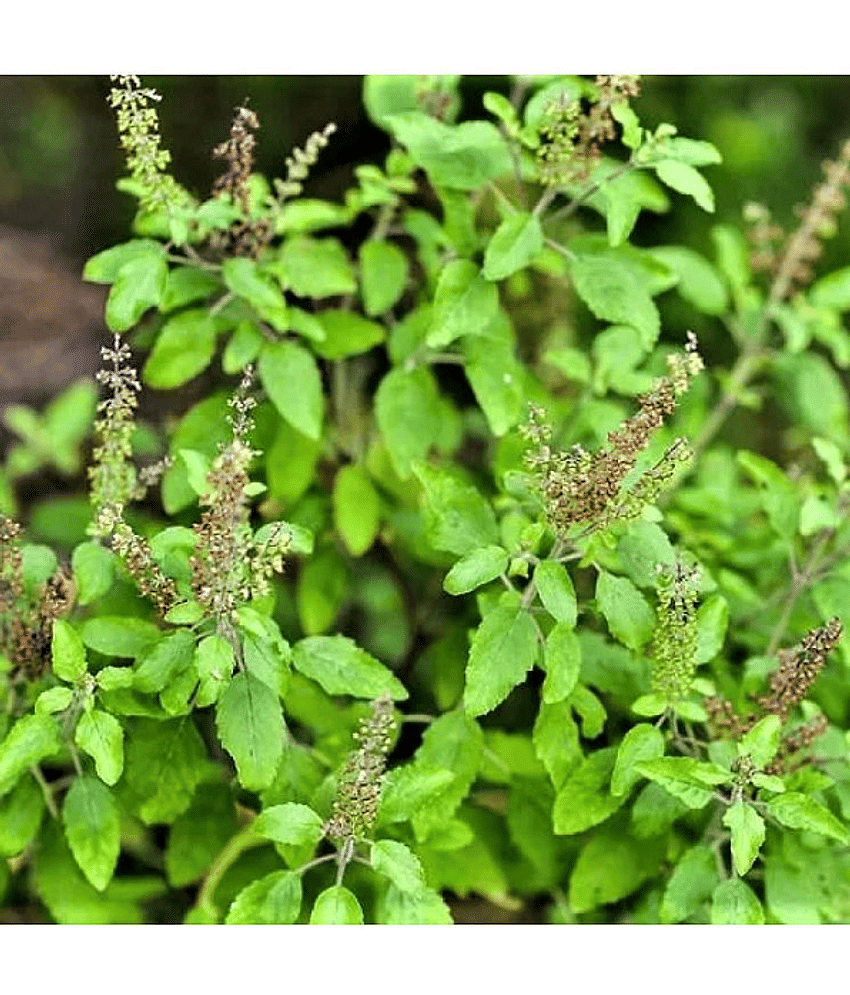 Vedhahi Tulsi (Holy Basil) Herb ( 30 Seeds )
