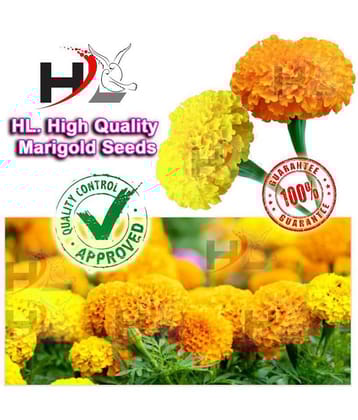 HL. High Quality MIX Marigold Seed (FREE PLANTS/FLOWER GROWING FOOD) 100% working / African Marigold Seeds